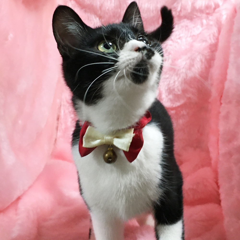 人が好き！なれなれ甘えん坊『ハナちゃん』７ヶ月