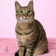 怖がりだけど、わんぱく遊び好き『マロンちゃん』１歳