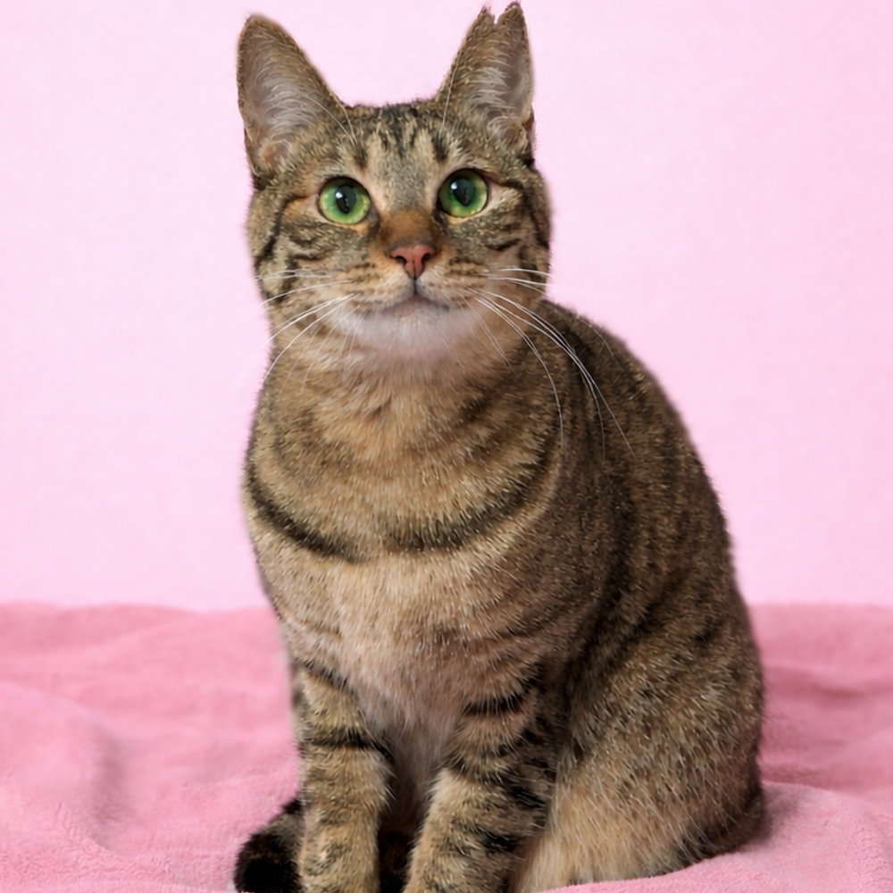 怖がりだけど、わんぱく遊び好き『マロンちゃん』１歳