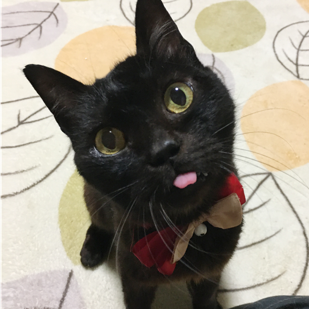 のんびり甘えん坊！おとぼけ顔『ぷ～ちゃん』８歳