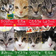 小さな猫の譲渡会23匹★みよし市