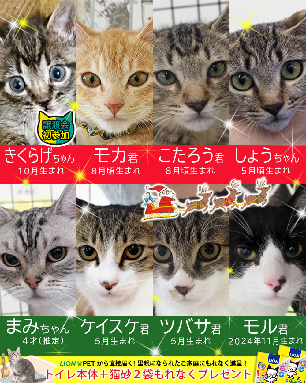 小さな猫の譲渡会23匹★みよし市