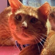 ⭐️2月1日開催⭐️大阪府堺市⭐️マッチ ♂茶トラ⭐️4歳の男の子