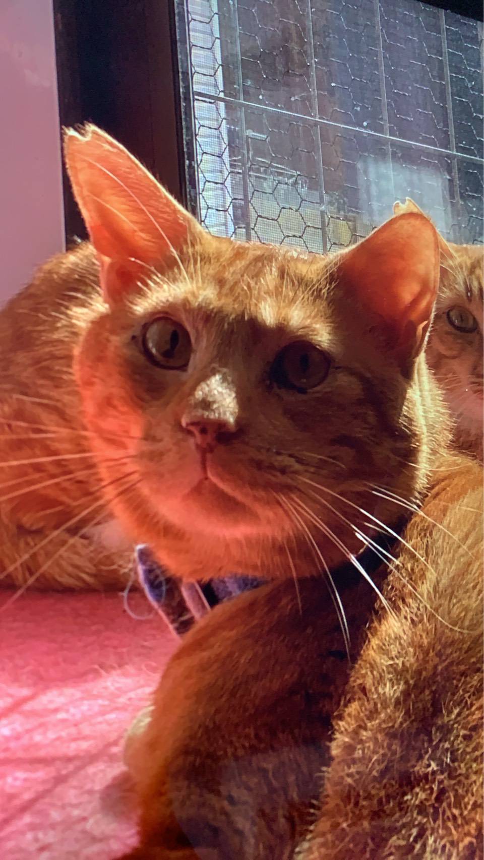 ⭐️2月1日開催⭐️大阪府堺市⭐️マッチ ♂茶トラ⭐️4歳の男の子