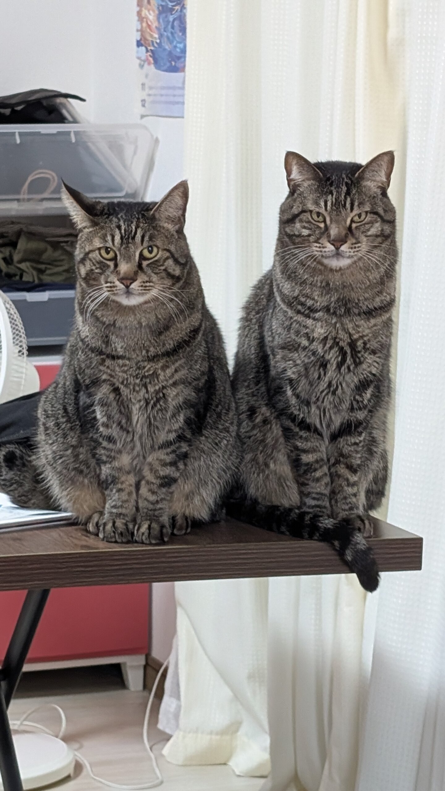 我が家の兄弟猫