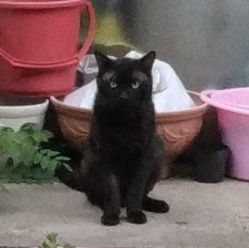 里親さんか保護親さん募集