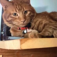 ⭐️2月1日開催⭐️大阪府堺市⭐️トシちゃん♂ 茶トラ⭐️4歳の男の子