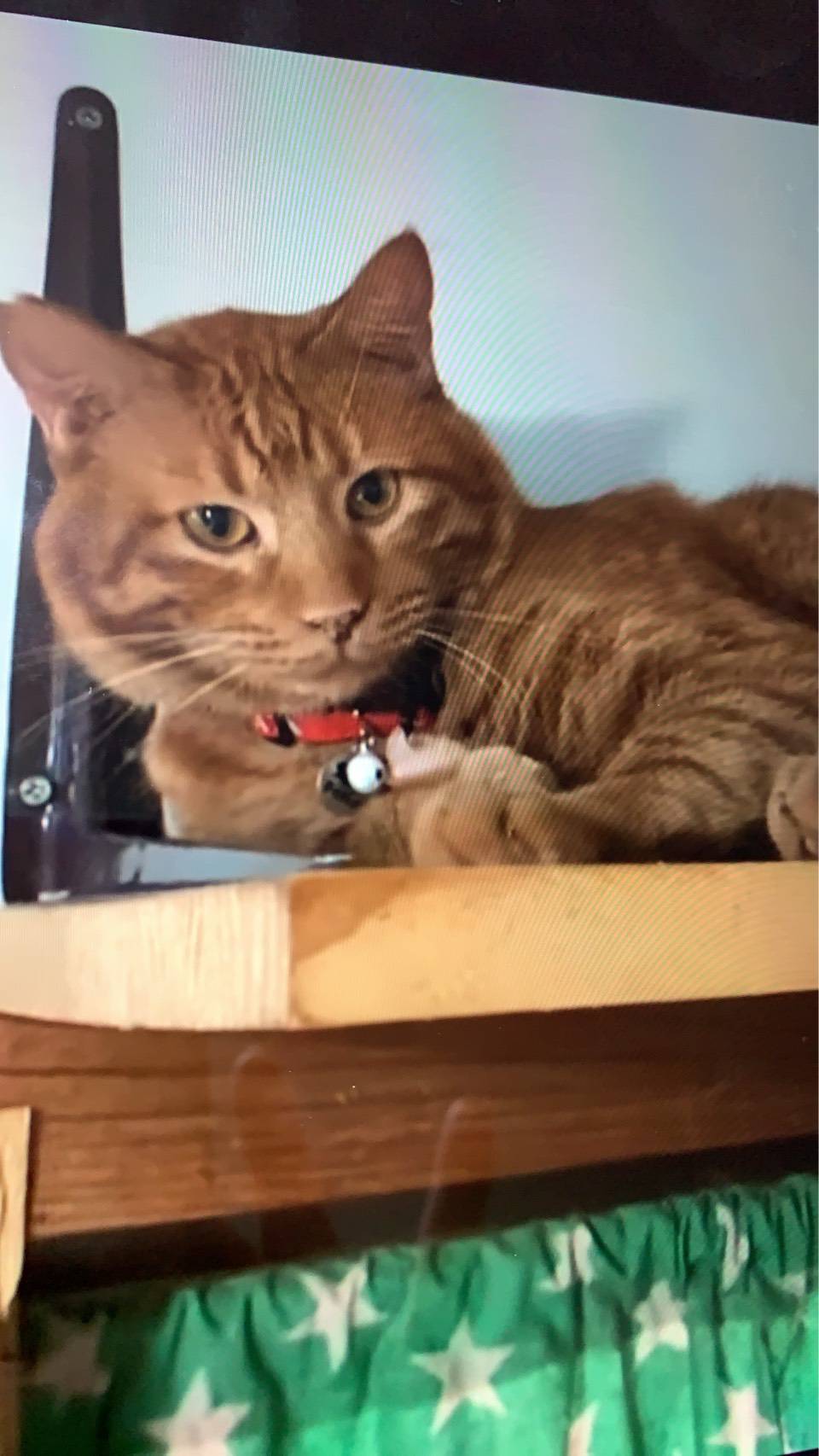 ⭐️2月1日開催⭐️大阪府堺市⭐️トシちゃん♂ 茶トラ⭐️4歳の男の子