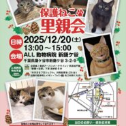 保護ねこ里親会@新鎌ヶ谷