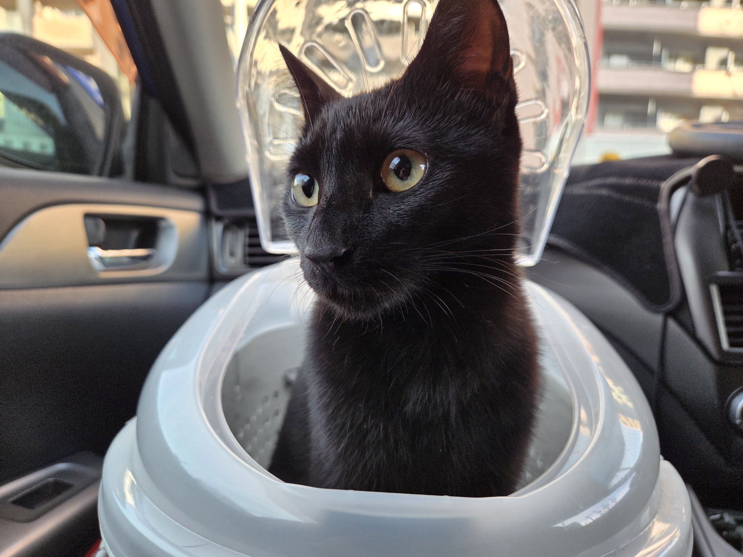 5/27保護、生後7ヶ月のクロネコちゃん