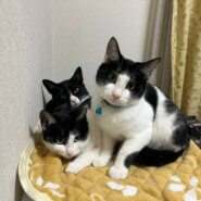 in江南市☆クリスマス☆保護猫達をオウチに迎えよう☆2025年12月14日（日）～ 非営利団体「ちーむ にゃいんず」