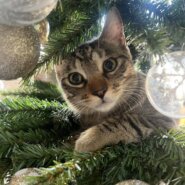 in春日井市☆クリスマス☆保護猫達を暖かいオウチに迎えよう☆2025年12月20日（土）～ 非営利団体「ちーむ にゃいんず」