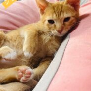 in岡崎市☆クリスマス☆保護猫達を暖かいオウチに迎えよう☆2025年12月20日（土）～ 非営利団体「ちーむ にゃいんず」