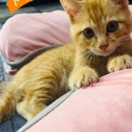 in江南市☆年末～子猫もいます！☆2025年12月28日（日）～ 非営利団体「ちーむ にゃいんず」