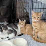 in岡崎市☆初ねこ☆保護猫達を暖かいオウチに迎えよう☆2026年1月4日（日）～ 非営利団体「ちーむ にゃいんず」