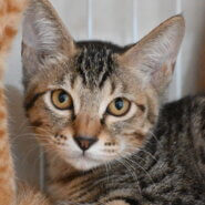 【譲渡決定】ほずみ：少し生意気な兄貴気質！