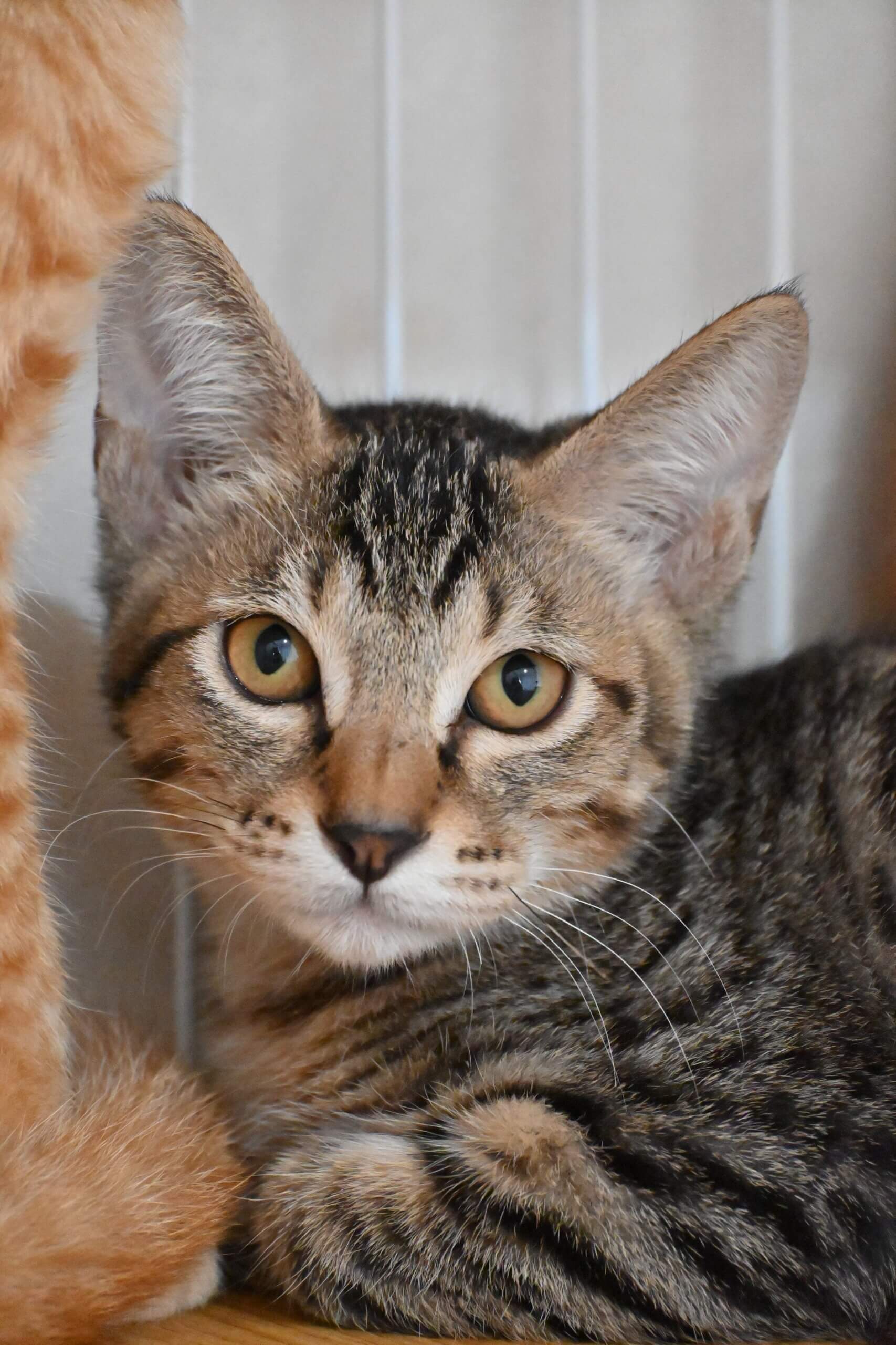 【譲渡決定】ほずみ：少し生意気な兄貴気質！