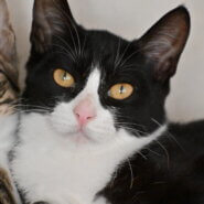 フジコ：バットマン系美人！猫と仲良し