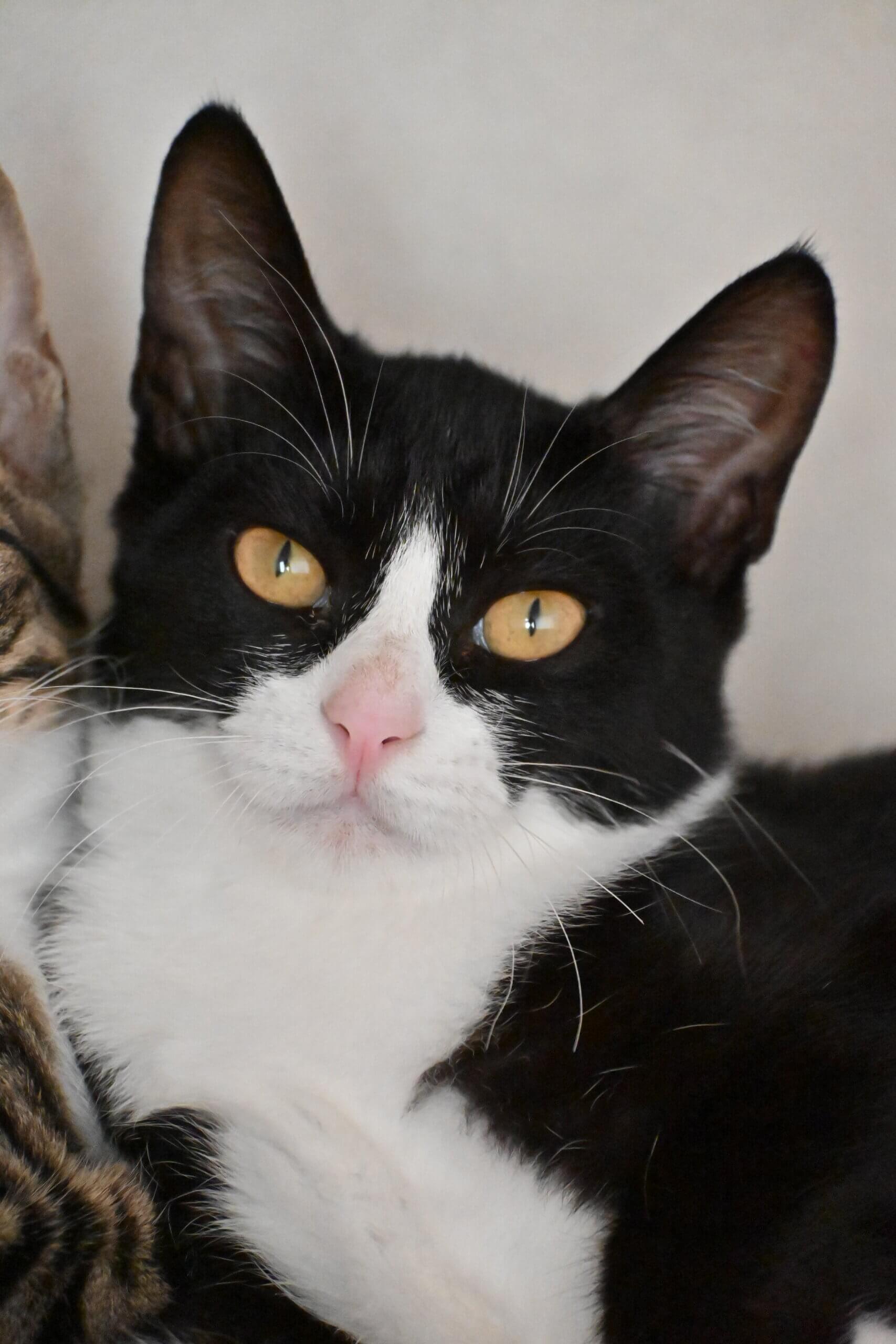 フジコ：バットマン系美人！猫と仲良し