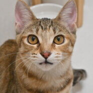 【譲渡決定】山乃：薄めの毛色が美しい愛嬌たっぷりの女の子