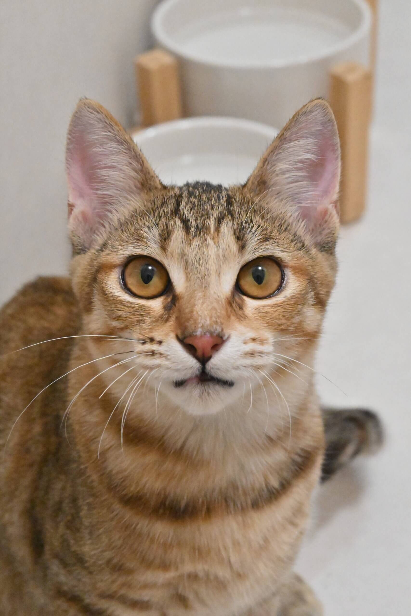 【譲渡決定】山乃：薄めの毛色が美しい愛嬌たっぷりの女の子