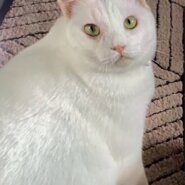 ⭐️2月1日開催⭐️大阪府堺市⭐️ヒロミくん♂️ 白⭐️2歳の男の子