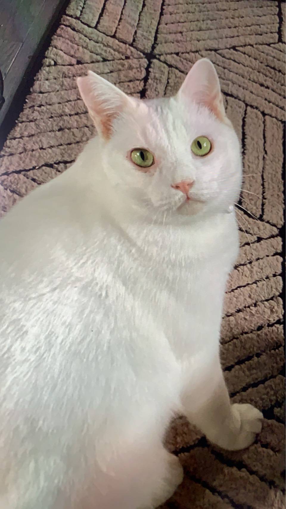 ⭐️2月1日開催⭐️大阪府堺市⭐️ヒロミくん♂️ 白⭐️2歳の男の子