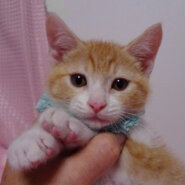 優しい顔で陽気なわんぱくボーイ♪メルくん２カ月半