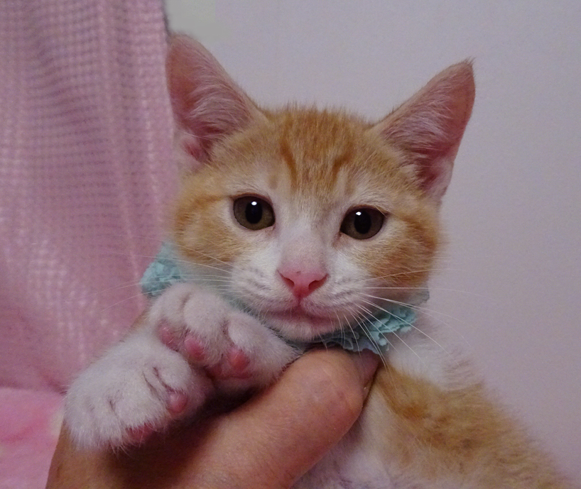 優しい顔で陽気なわんぱくボーイ♪メルくん２カ月半