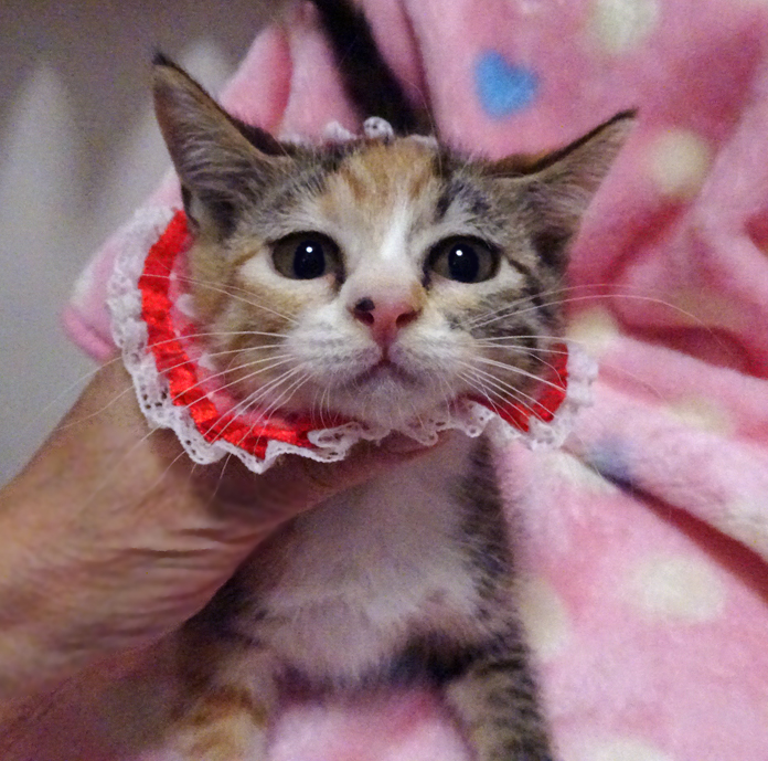 おだやかで可愛い三毛♪ミイちゃん ２カ月半