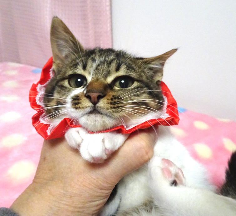 少しビビリで可愛いキジ白★アイちゃん３カ月