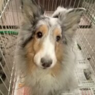 シェルティ　5歳の女の子