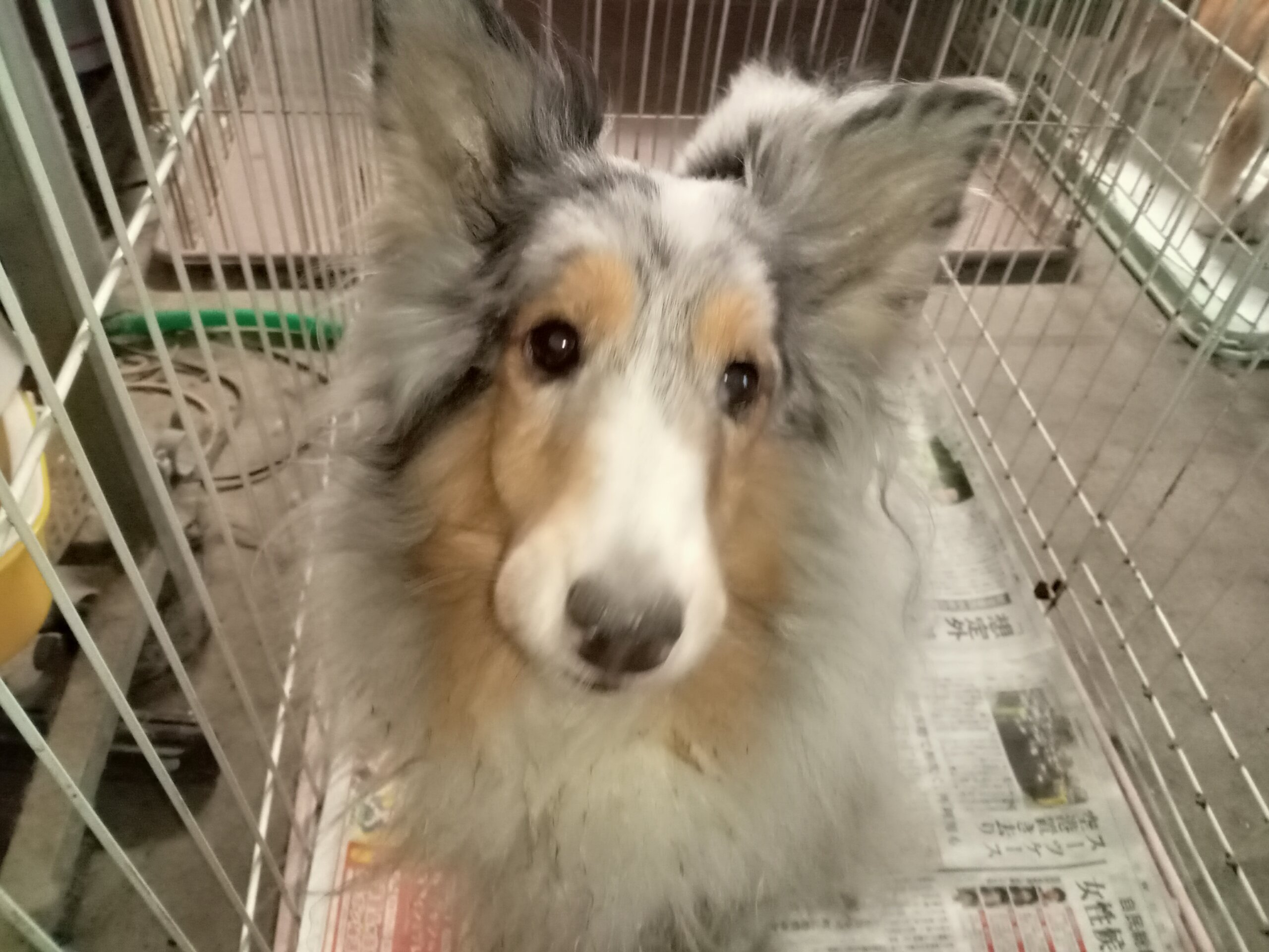 シェルティ　5歳の女の子