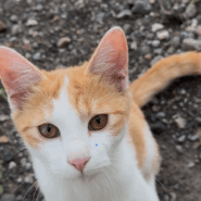 最後の1匹になりました、どうか助けて下さい🙇