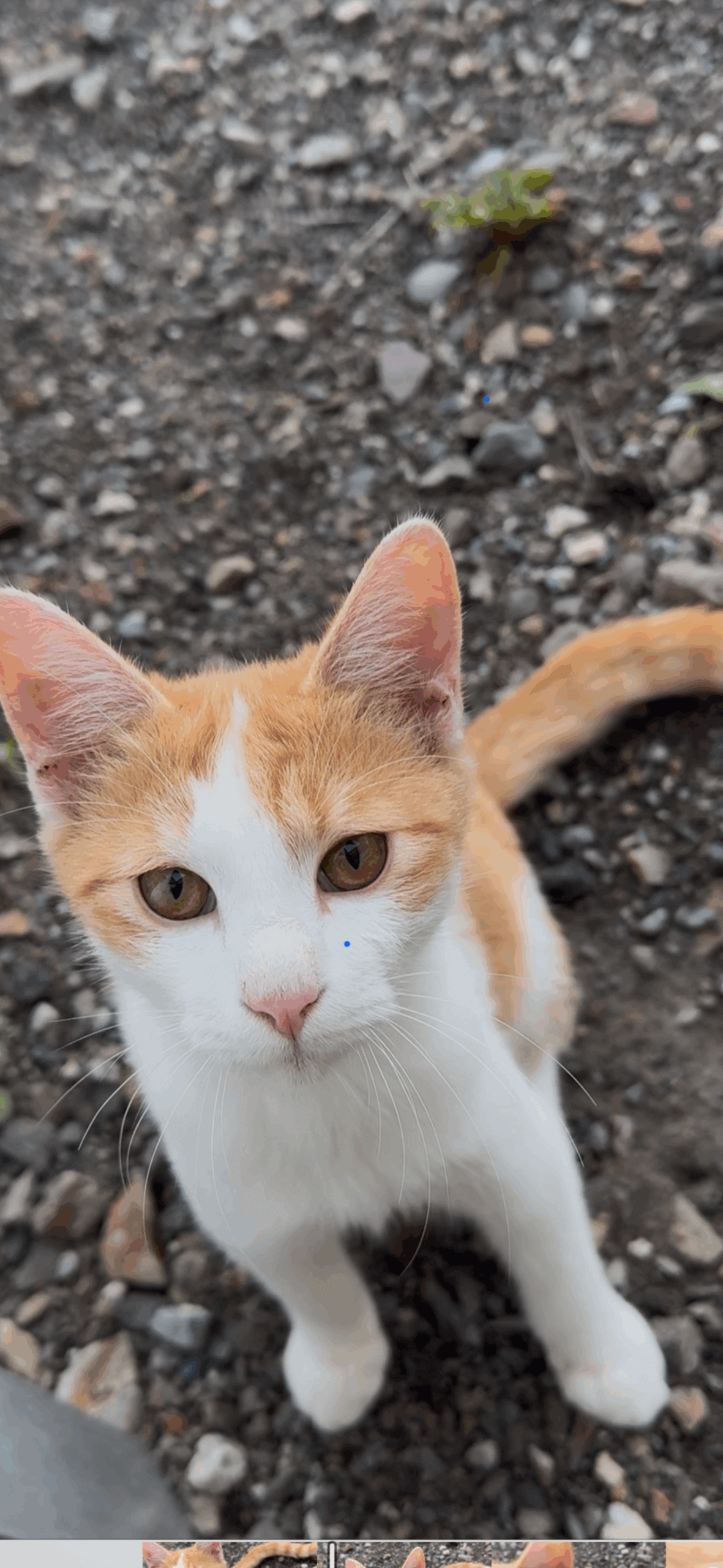 最後の1匹になりました、どうか助けて下さい🙇