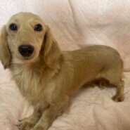 ダックスフンド女の子あずきちゃん❤️