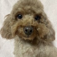 トイプードル女の子リボンちゃん❤️