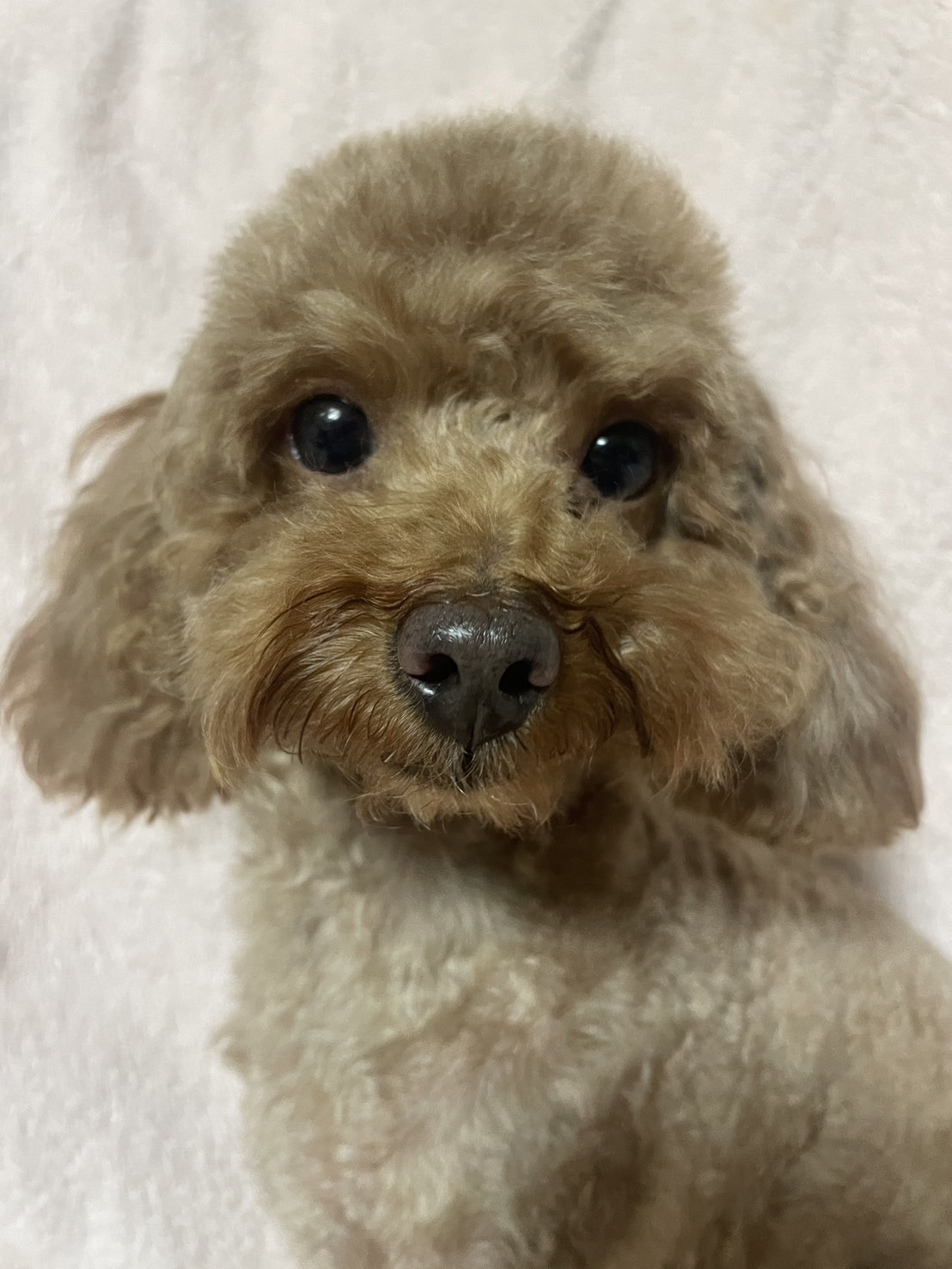 トイプードル女の子リボンちゃん❤️