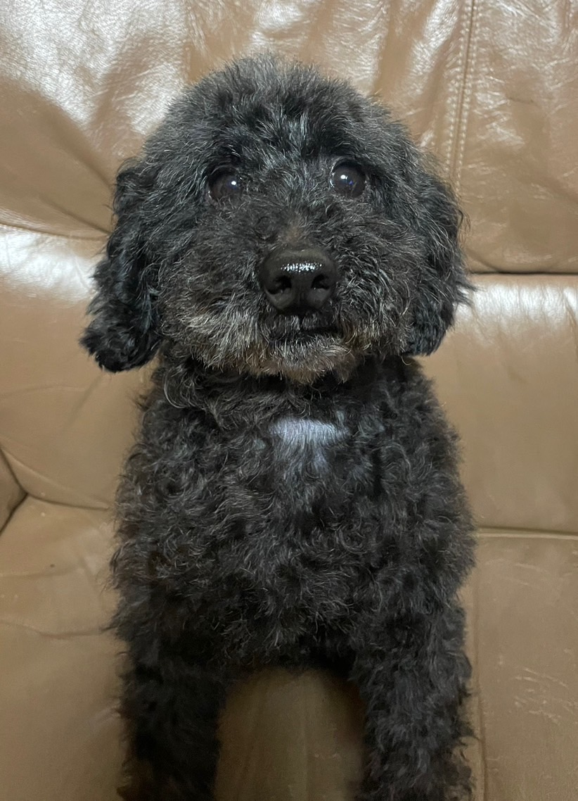 トイプードル男の子モンモンくん❤️
