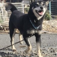 黒柴女の子ユズちゃん❤️