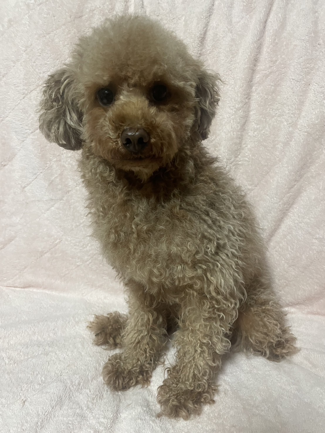 トイプードル女の子ロールちゃん❤️