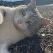 甘えん坊のパステル三毛