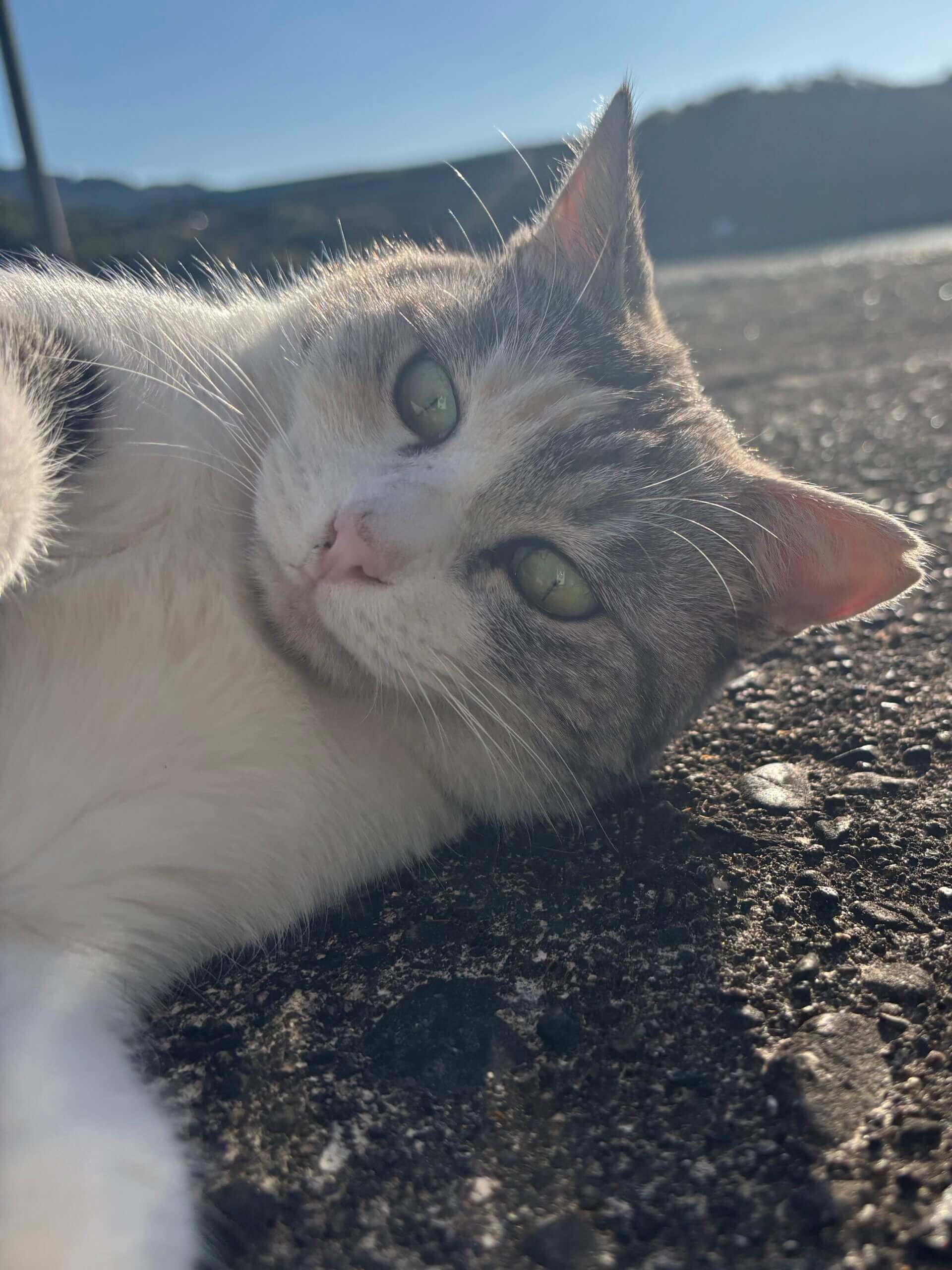 甘えん坊のパステル三毛