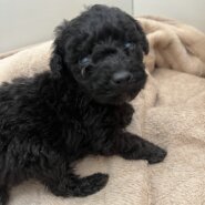 生後１ヶ月くらい可愛いトイプードルの子犬ちゃん