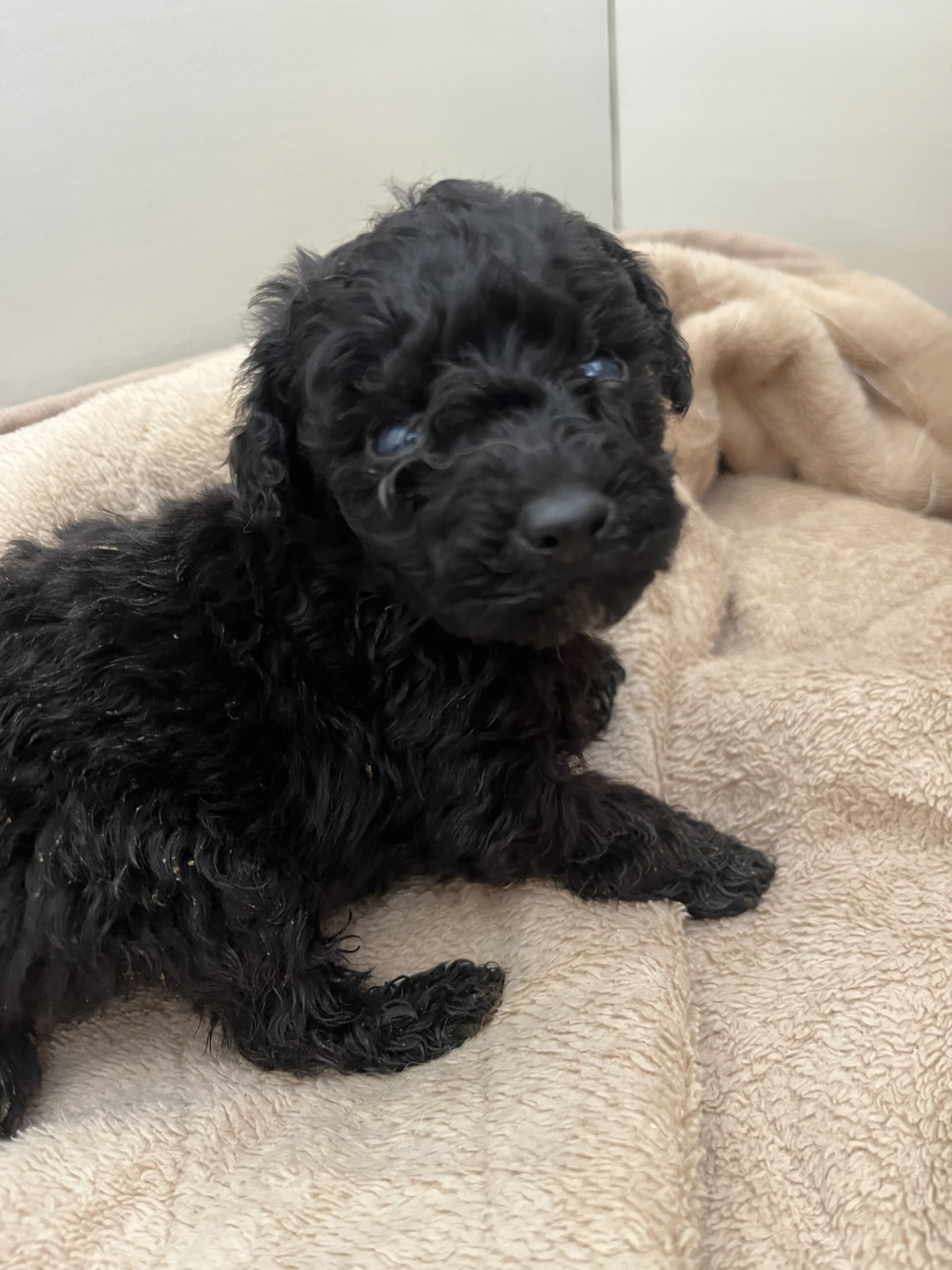 生後１ヶ月くらい可愛いトイプードルの子犬ちゃん