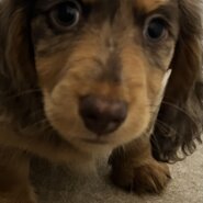 ミニチュアダックス　もうすぐ３ヶ月男の子（急募）