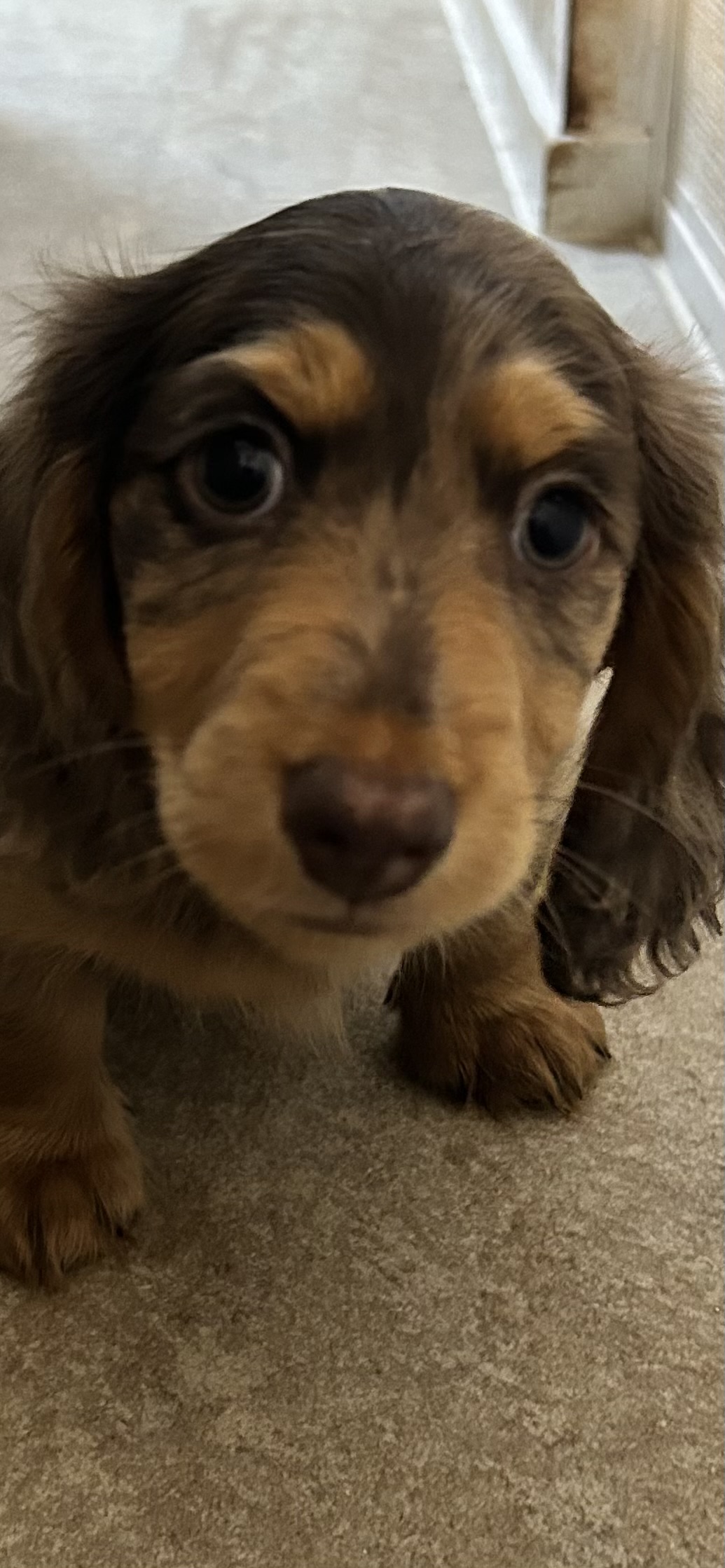 ミニチュアダックス　もうすぐ３ヶ月男の子（急募）