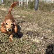 可愛くて甘えん坊なチワックスあいりちゃん