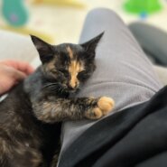 生後5ヶ月の子猫（女の子）