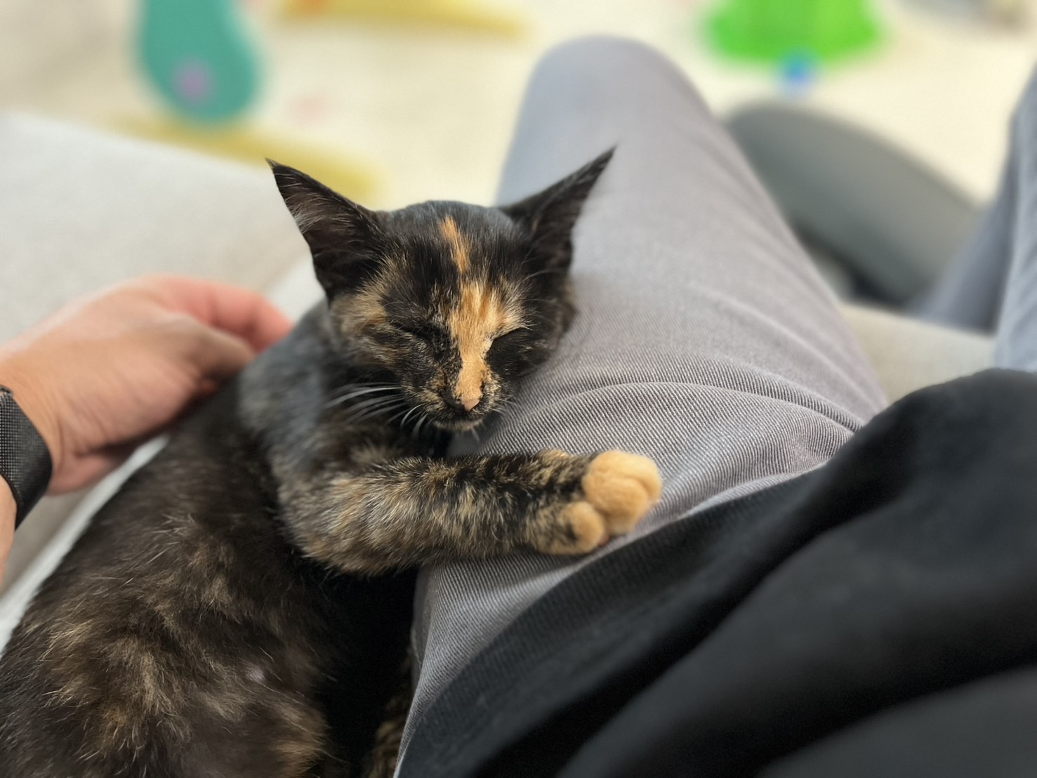 生後5ヶ月の子猫（女の子）